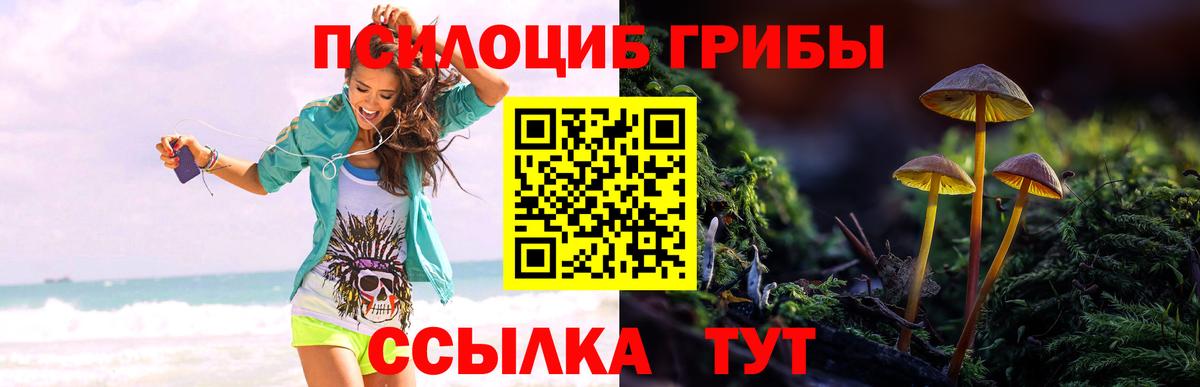 Галлюциногенные грибы Psilocybe  Вход с VPN  Сухой Лог 